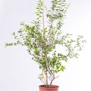 شتلات الحناء