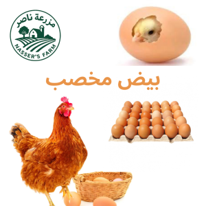 بيض مخصب