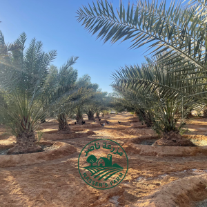 القسم الزراعي