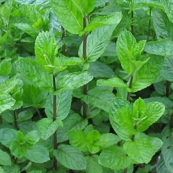 نعناع