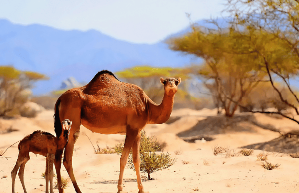 قعود بلدي فاخر