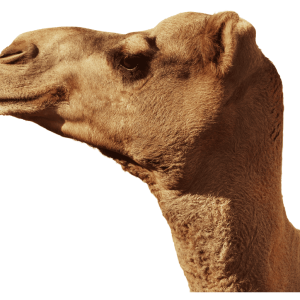 Alternative view of قعود بلدي فاخر