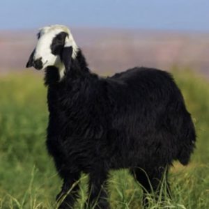 خروف نجدي
